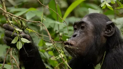 Chimpanzees Drinking the Equivalent of a Beer Per Day from Fermented Fruits, Study Shows
